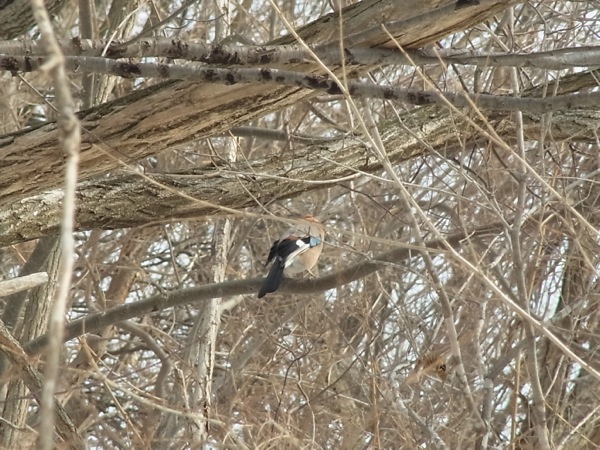 f:id:elmikamino:20120214110251j:image