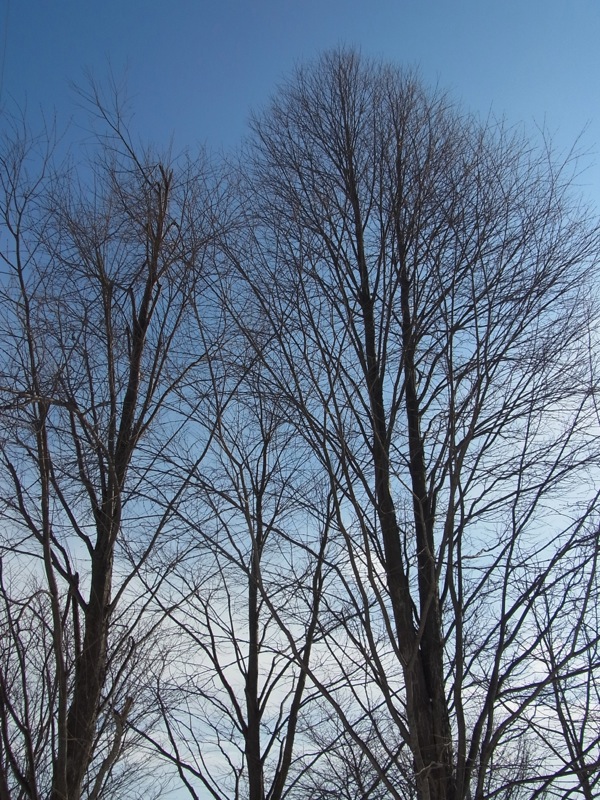 f:id:elmikamino:20120217102343j:image
