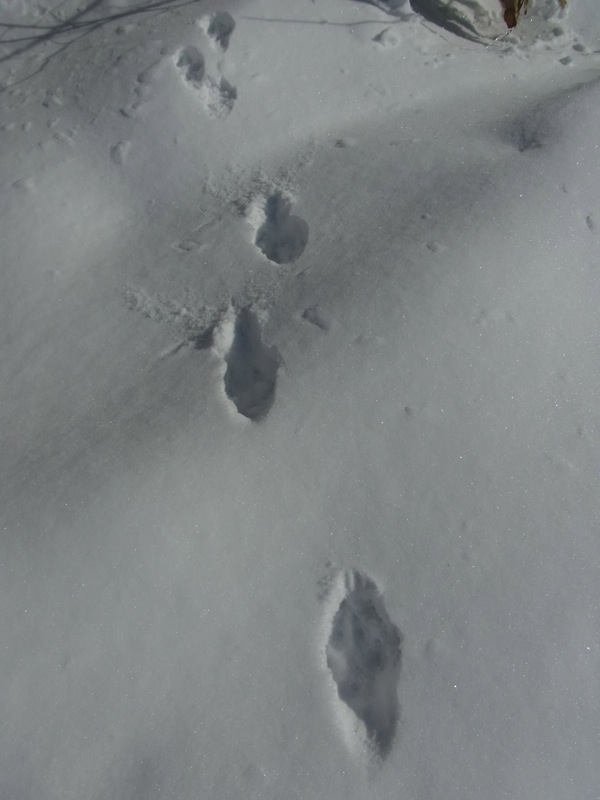 f:id:elmikamino:20120217104920j:image