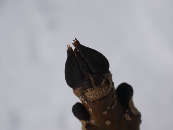 f:id:elmikamino:20120217112436j:image