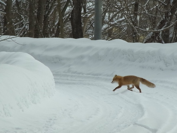 f:id:elmikamino:20120219102836j:image f:id:elmikamino:20120219102836j:image