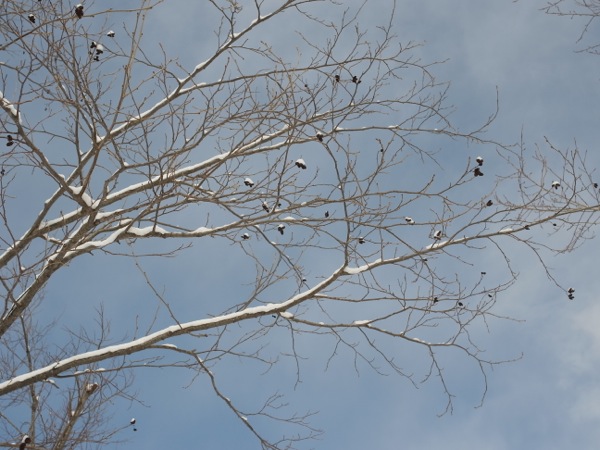 f:id:elmikamino:20120219104125j:image f:id:elmikamino:20120219104125j:image