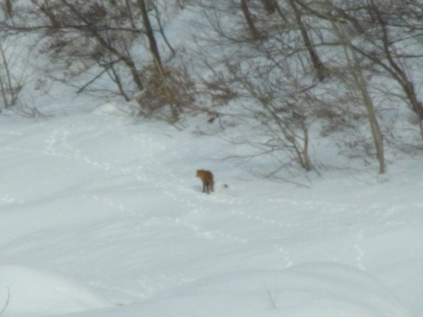 f:id:elmikamino:20120220094950j:image