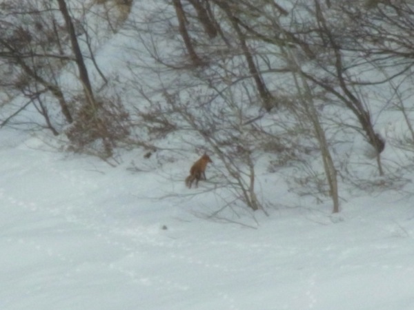 f:id:elmikamino:20120220094957j:image