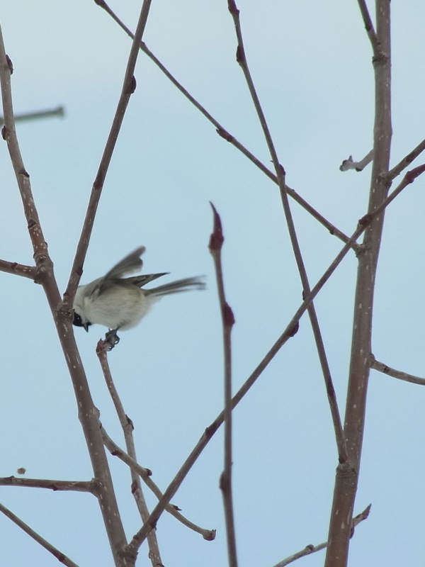 f:id:elmikamino:20120220095411j:image