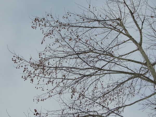 f:id:elmikamino:20120220095958j:image