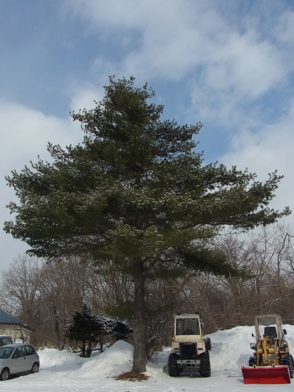 f:id:elmikamino:20120220102534j:image