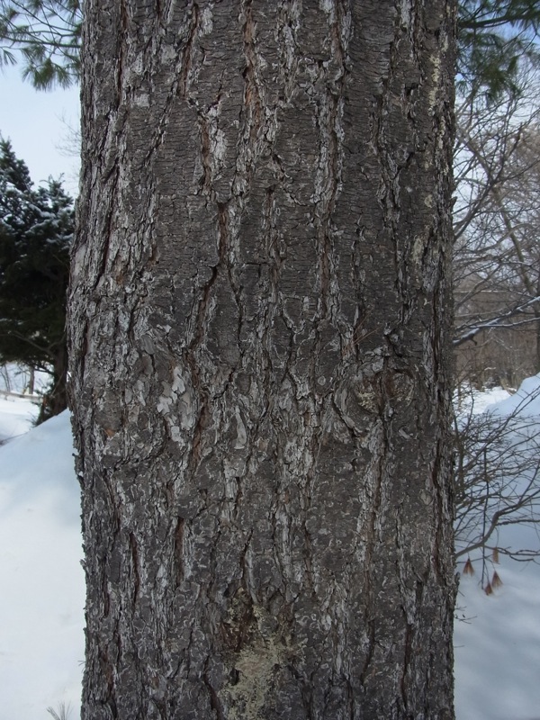 f:id:elmikamino:20120220102654j:image