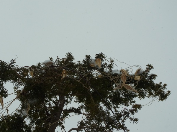 f:id:elmikamino:20120221093003j:image f:id:elmikamino:20120221093003j:image