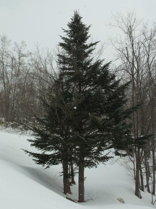 f:id:elmikamino:20120221095517j:image f:id:elmikamino:20120221095517j:image