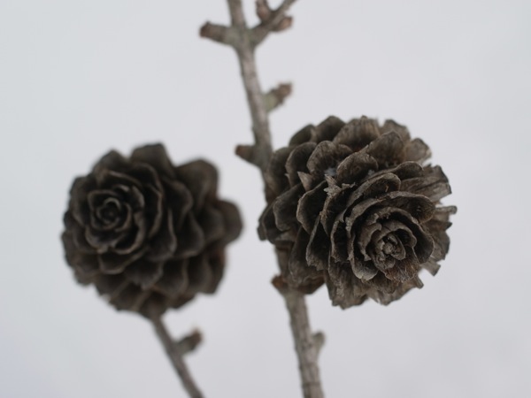 f:id:elmikamino:20120221101912j:image f:id:elmikamino:20120221101912j:image