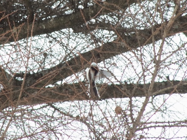 f:id:elmikamino:20120221102253j:image f:id:elmikamino:20120221102253j:image