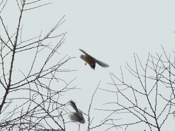 f:id:elmikamino:20120221102317j:image f:id:elmikamino:20120221102317j:image