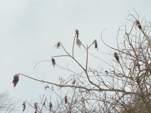f:id:elmikamino:20120221103007j:image f:id:elmikamino:20120221103007j:image
