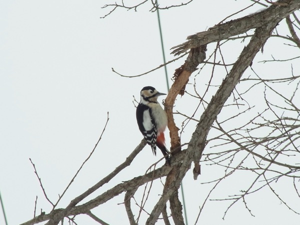 f:id:elmikamino:20120221104334j:image f:id:elmikamino:20120221104334j:image