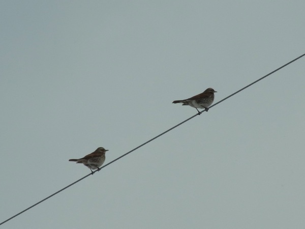 f:id:elmikamino:20120221111338j:image f:id:elmikamino:20120221111338j:image