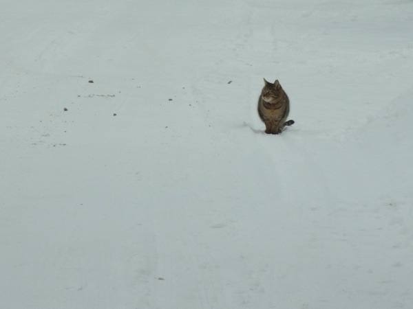 f:id:elmikamino:20120221112036j:image f:id:elmikamino:20120221112036j:image