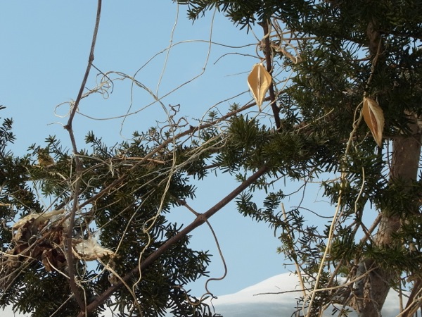 f:id:elmikamino:20120223100952j:image