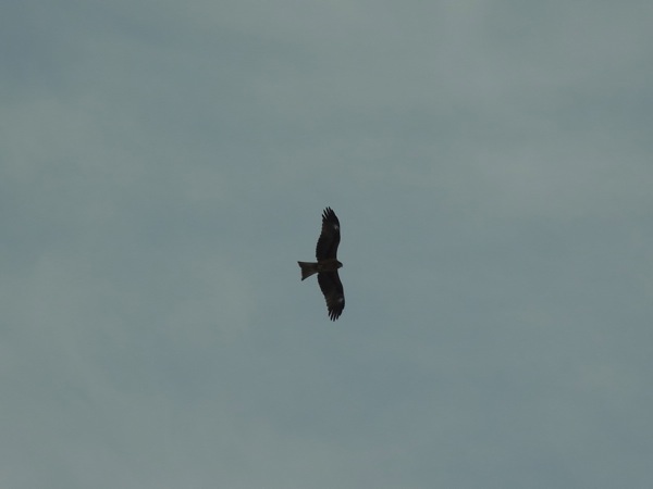 f:id:elmikamino:20120223111451j:image