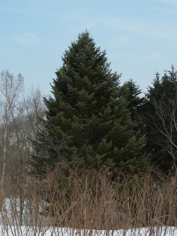 f:id:elmikamino:20120223112703j:image