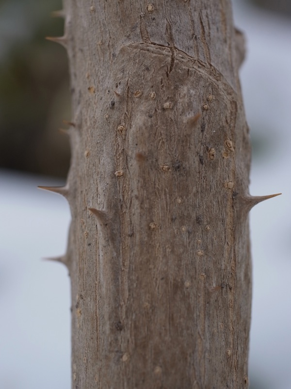 f:id:elmikamino:20120223115018j:image