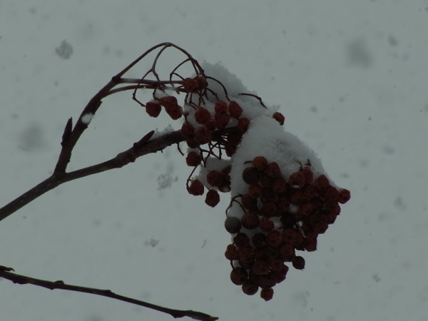 f:id:elmikamino:20120227095555j:image