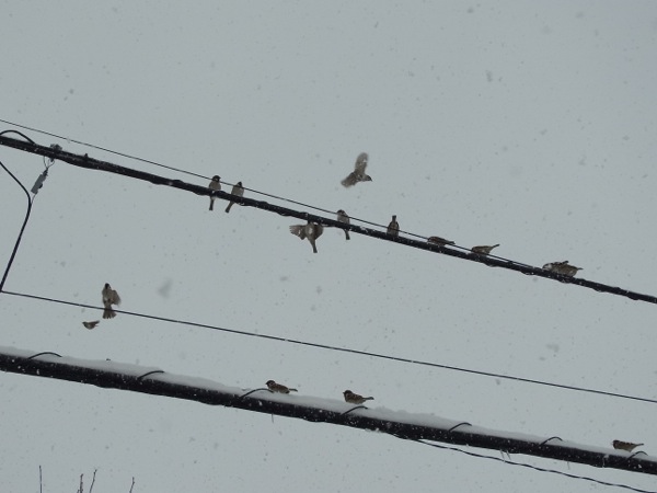 f:id:elmikamino:20120227100407j:image