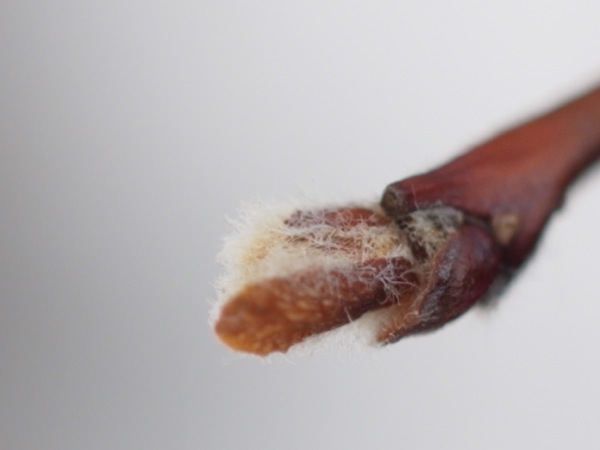 f:id:elmikamino:20120305102649j:image