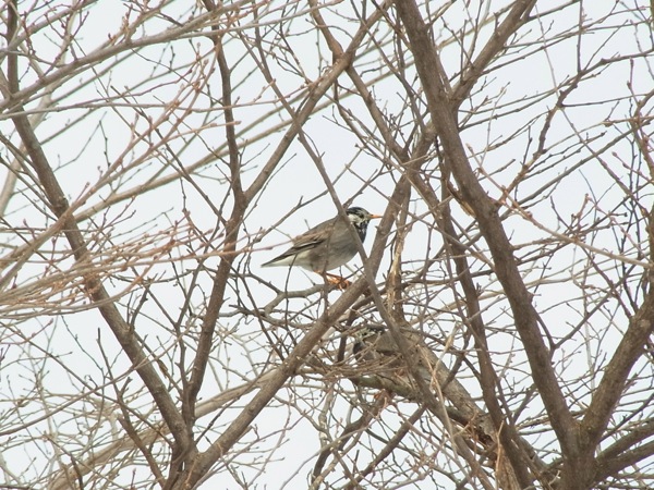 f:id:elmikamino:20120305102747j:image