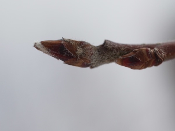 f:id:elmikamino:20120305103111j:image