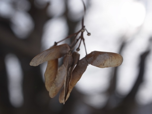f:id:elmikamino:20120305104109j:image
