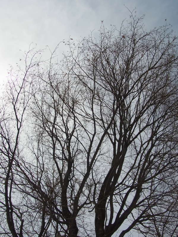 f:id:elmikamino:20120305104300j:image