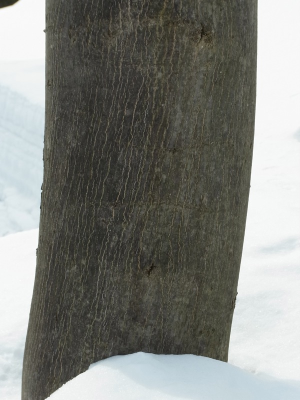 f:id:elmikamino:20120305104319j:image
