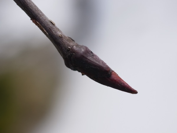 f:id:elmikamino:20120305104724j:image