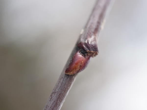 f:id:elmikamino:20120305104744j:image