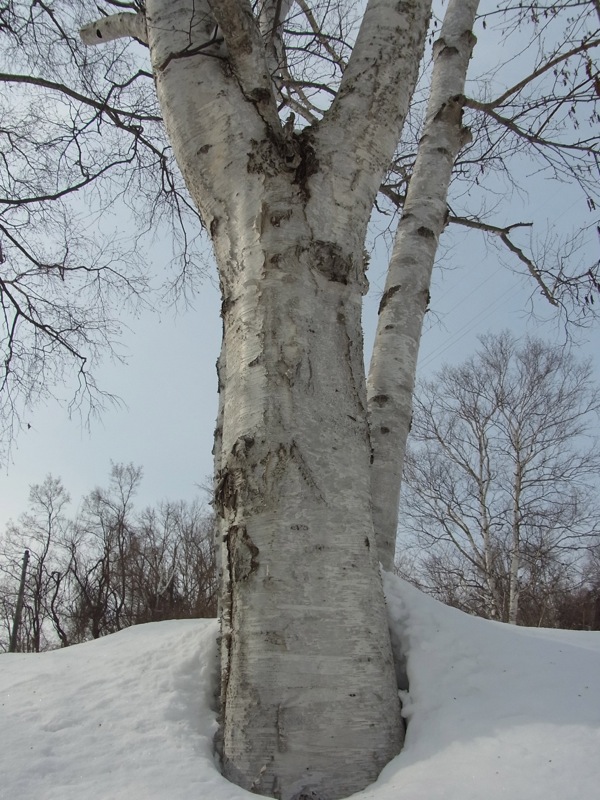 f:id:elmikamino:20120305110347j:image