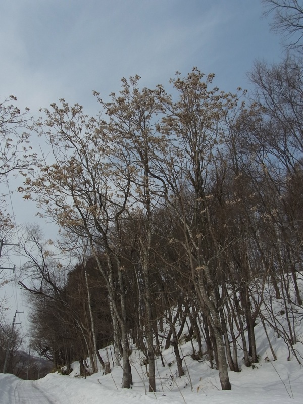 f:id:elmikamino:20120305111145j:image