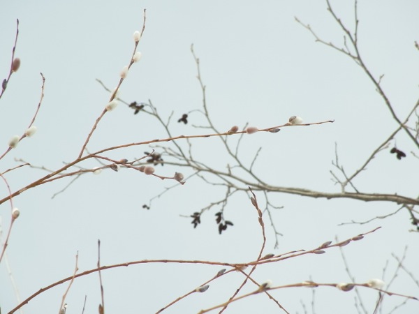 f:id:elmikamino:20120305115538j:image