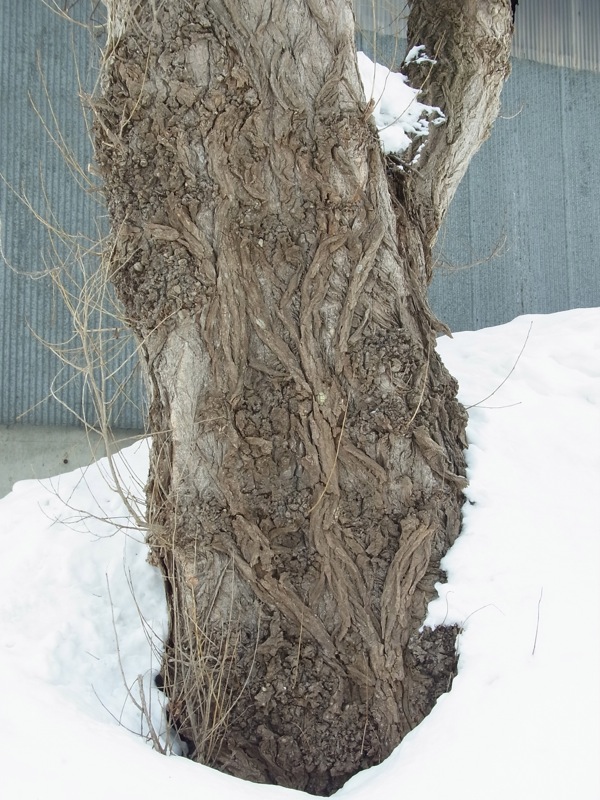 f:id:elmikamino:20120305115715j:image