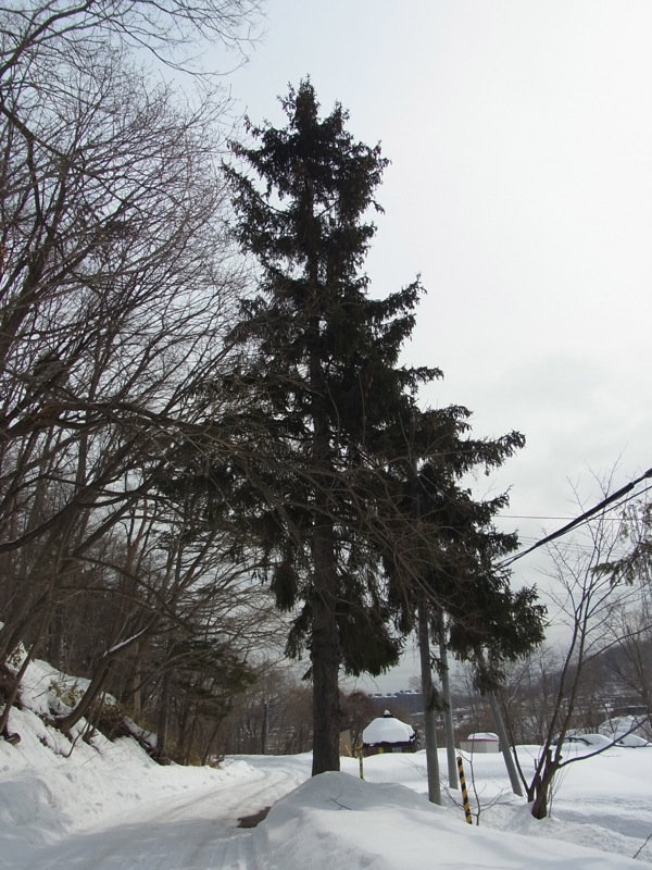 f:id:elmikamino:20120305120339j:image
