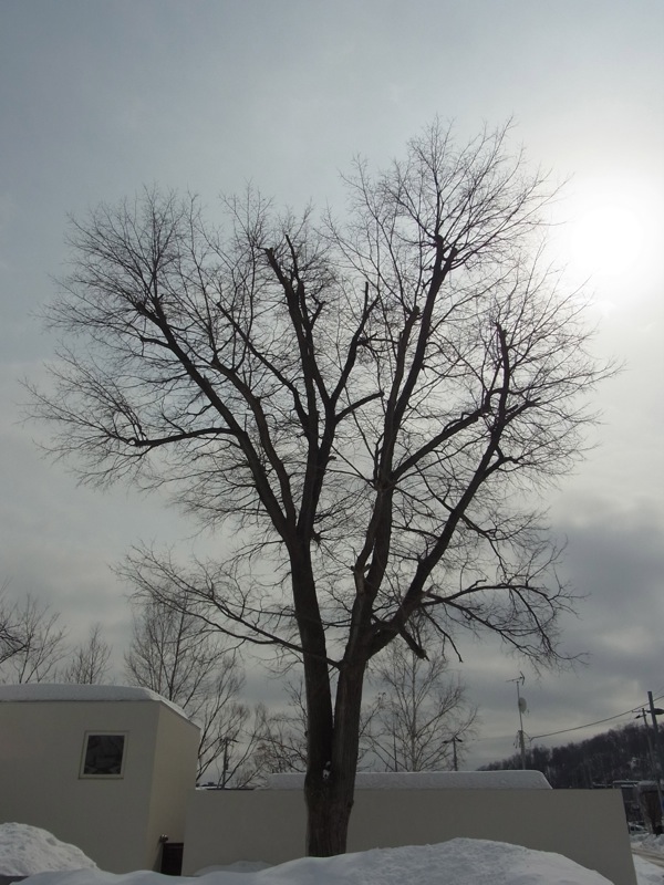 f:id:elmikamino:20120305121010j:image