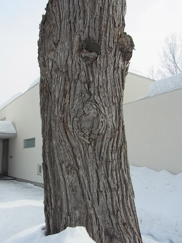 f:id:elmikamino:20120305121034j:image