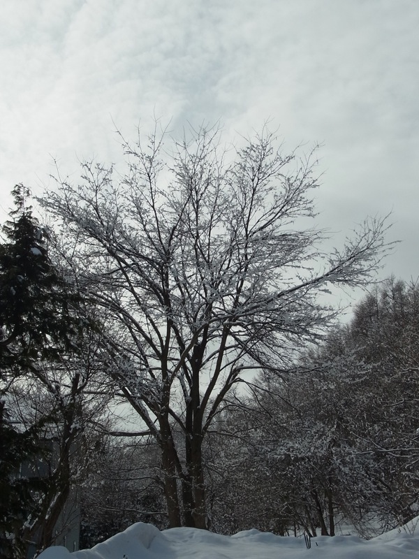f:id:elmikamino:20120306094020j:image