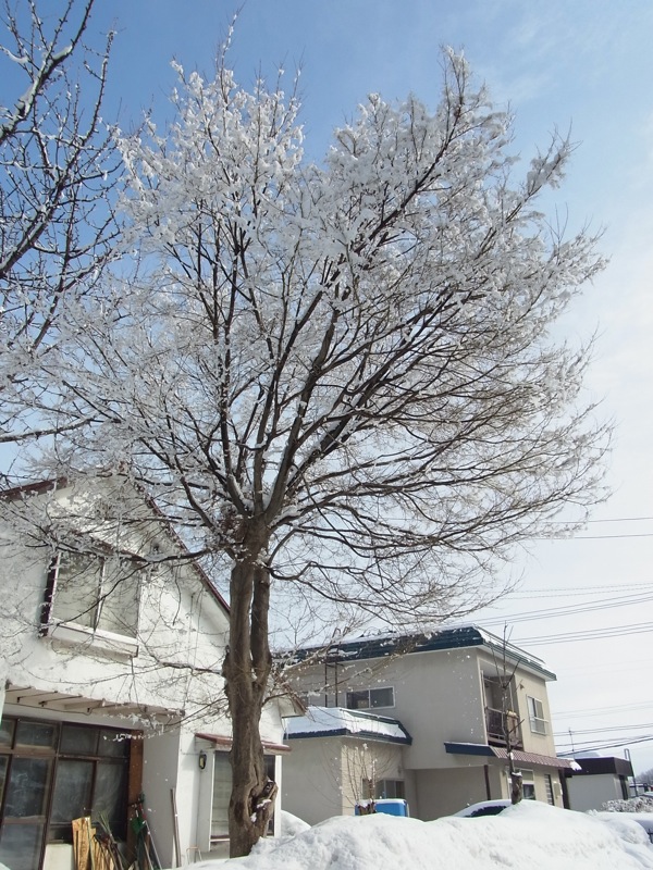 f:id:elmikamino:20120306094210j:image