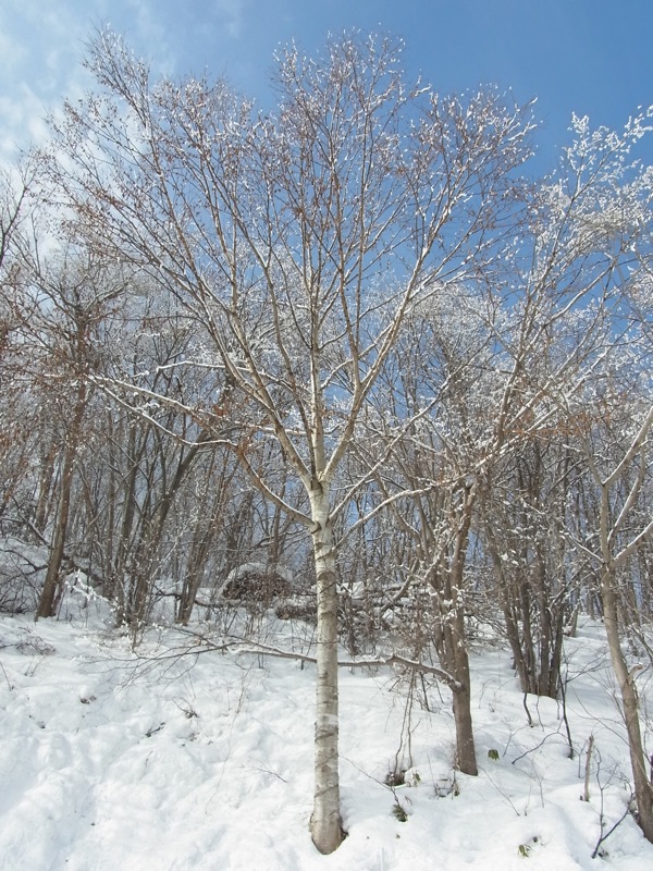 f:id:elmikamino:20120306094832j:image