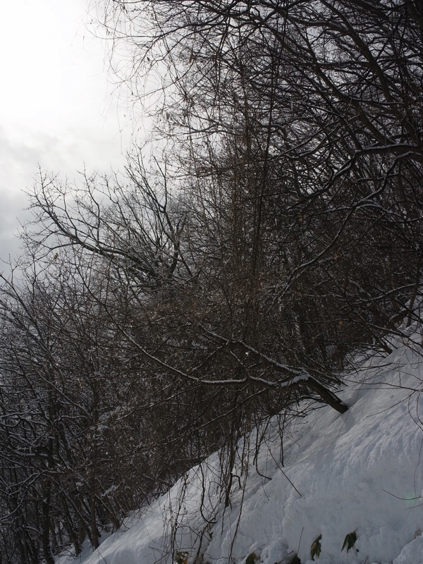 f:id:elmikamino:20120306095606j:image