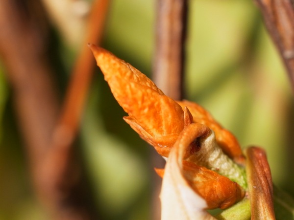 f:id:elmikamino:20120309093516j:image f:id:elmikamino:20120309093516j:image