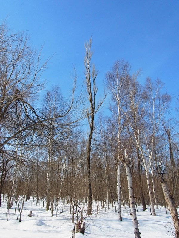 f:id:elmikamino:20120309104610j:image f:id:elmikamino:20120309104610j:image
