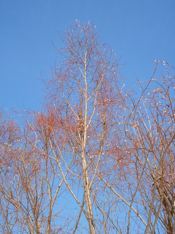f:id:elmikamino:20120309105354j:image f:id:elmikamino:20120309105354j:image