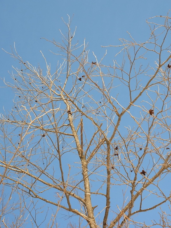f:id:elmikamino:20120309105414j:image f:id:elmikamino:20120309105414j:image